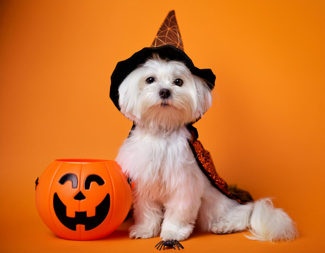 What to Do When Your Dog Eats Candy on Halloween: A Guide for Pet Parents