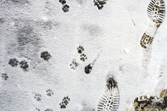 Winter Foot Safety Tips for Adventurous Dog Owners