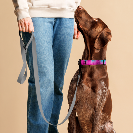 How to Properly Fit Your Dog’s Collar: A Guide to Comfort and Safety